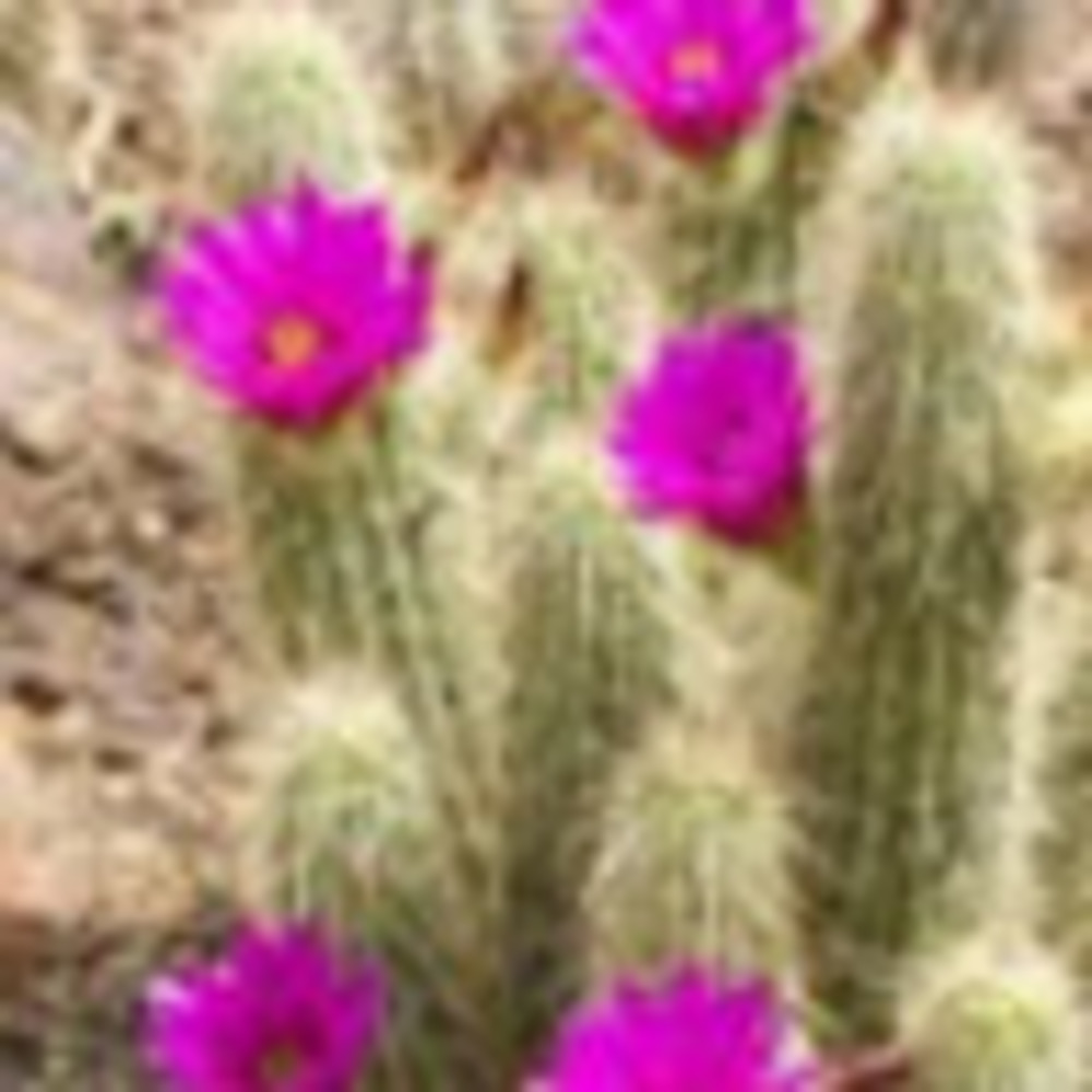 Meet your Posher, Peyton